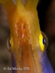 Teeth & Eyes - Ribbon Eel from Lembeh.

Fuji 810 in Ike... by Dr Bob Whorton 